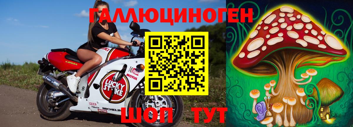 Псилоцибиновые грибы Psilocybine cubensis Лысьва